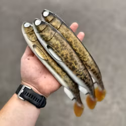 Gigashad Golden Motoroil Burbot 33cm