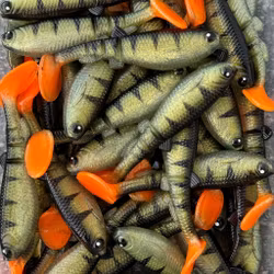 GigabiteV2 Baby Perch 10cm - 4pcs