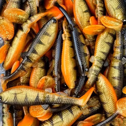 GigabiteV2 Östkustborren  10cm - 4pcs