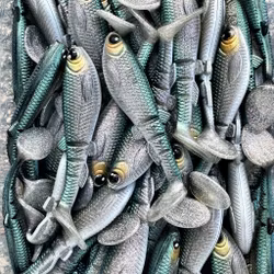 GigabiteV2 Headlight 10cm - 4pcs