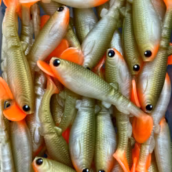 GigabiteV2 Bass Orange 10cm - 4pcs