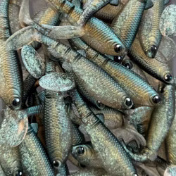 GigabiteV2 Emerald Herring 10cm - 4pcs