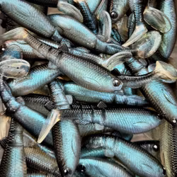 GigabiteV2 Cisco 8cm - 4pcs