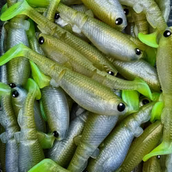 GigabiteV2 Löjs UV 8cm - 4pcs