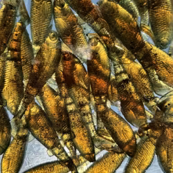 GigabiteV2 Green Motoroil Gold 8cm - 4pcs