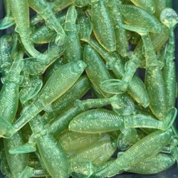 GigabiteV2 Motoroil Flash 8cm - 4pcs