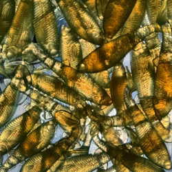 GigabiteV2 Motoroil Flash 8cm - 4pcs