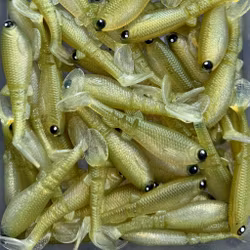 GigabiteV2 Ultimate Slom 8cm - 4pcs