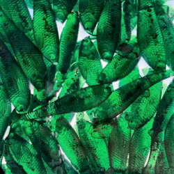 GigabiteV2 Watermelon Redflake 8cm - 4pcs