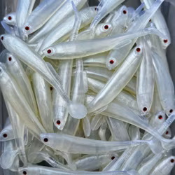 Gigashad Albino UV 10cm - 5pcs
