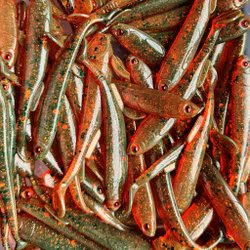 Gigashad Mälaroil 10cm - 5pcs