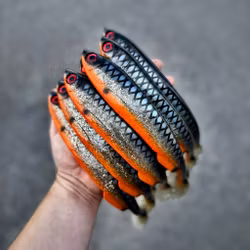 Gigashad Glitter Fegis 27cm