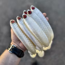 Gigashad Albino UV 27cm