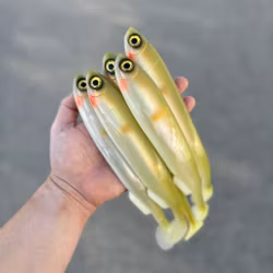 Gigashad Setsuki Ayu 27cm