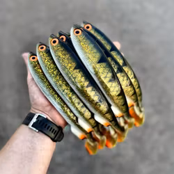 Gigashad Hot Motoroil Perch 27cm