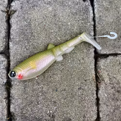 GigabiteV2 Setsuki Ayu 14cm