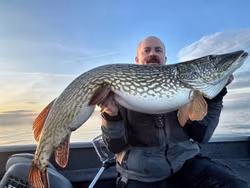 GigabiteV2 Sill Royale 25cm