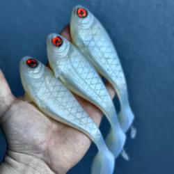 Snackbite Albino 16cm