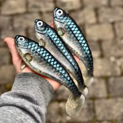 Snackbite Sill Royale 21cm