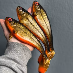 Snackbite Golden Roach 21cm