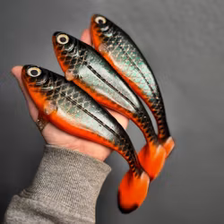 Snackbite Tropical Roach 21cm