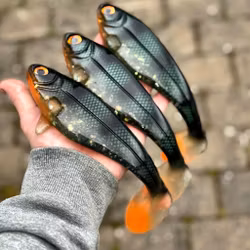 Snackbite Emerald Perch 21cm