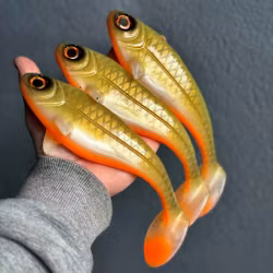 Snackbite Golden Olive 21cm