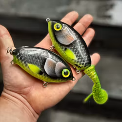 Ulm Tail - Hot Belly Roach