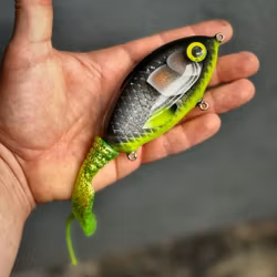 Ulm Tail - Hot Belly Roach