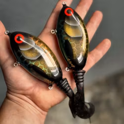 Ulm Tail - Reversed Parrot