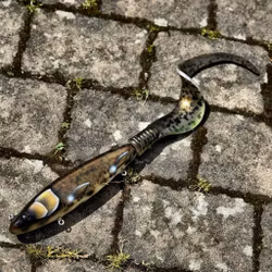 Gigatail TERRA - Natural Burbot 50cm