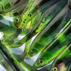 Gigashad 12,5cm Green Pumpkin UV 4pcs