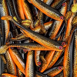 Gigashad 12,5cm Golden Roach 3pcs