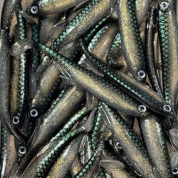 Gigashad 12,5cm Sparkling Smelt 3pcs