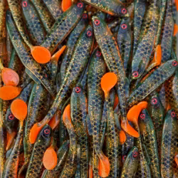 Gigashad Hot Motoroil Perch 10cm - 5pcs