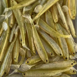 Gigashad Ultimate Slom 10cm - 5pcs