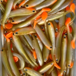 Gigashad Bass orange 10cm - 5pcs