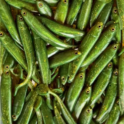 Gigashad Kiwi Lover UV 10cm - 5pcs