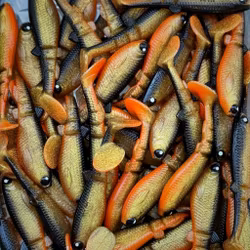 GigabiteV2 Golden Roach 8cm - 4pcs