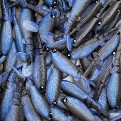 GigabiteV2 Wakasagi UV 8cm - 4pcs