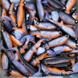 GigabiteV2 Sucker punch UV 8cm - 4pcs