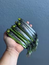 Gigashad Hot Belly Roach 20cm