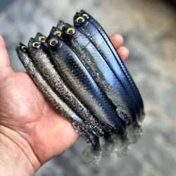 Gigashad Blå/silver 20cm