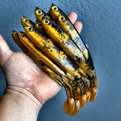 Gigashad Spotted Bullhead 20cm