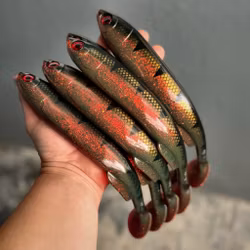 Gigashad Red Motoroil Tiger 27cm