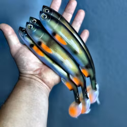 Gigashad Natural Perch  24cm