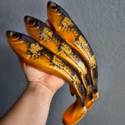 Gigabite v1 - Spotted Bullhead