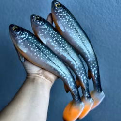 Gigabite v1 - Lake Trout