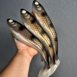 Gigabite v1 - The Zander