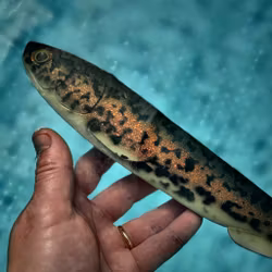 Gigashad Red Motoroil Burbot 33cm